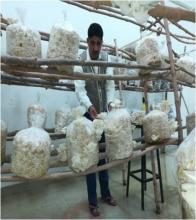 Oyster mushroom fruiting in department