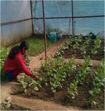 Poly house cultivation